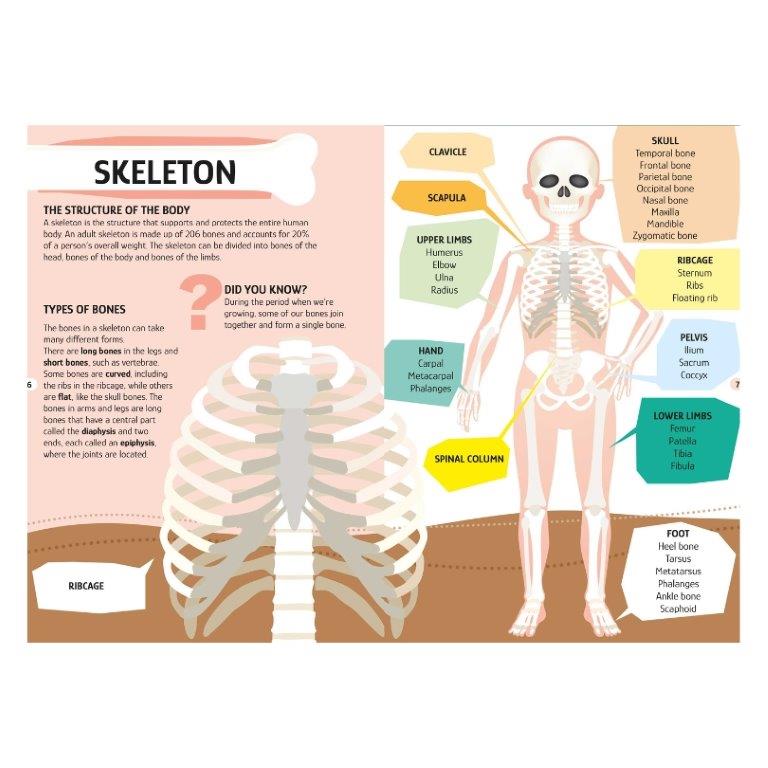 Sassi Travel, Learn and Explore The Human Body 200 pc Puzzle (2024 Version)