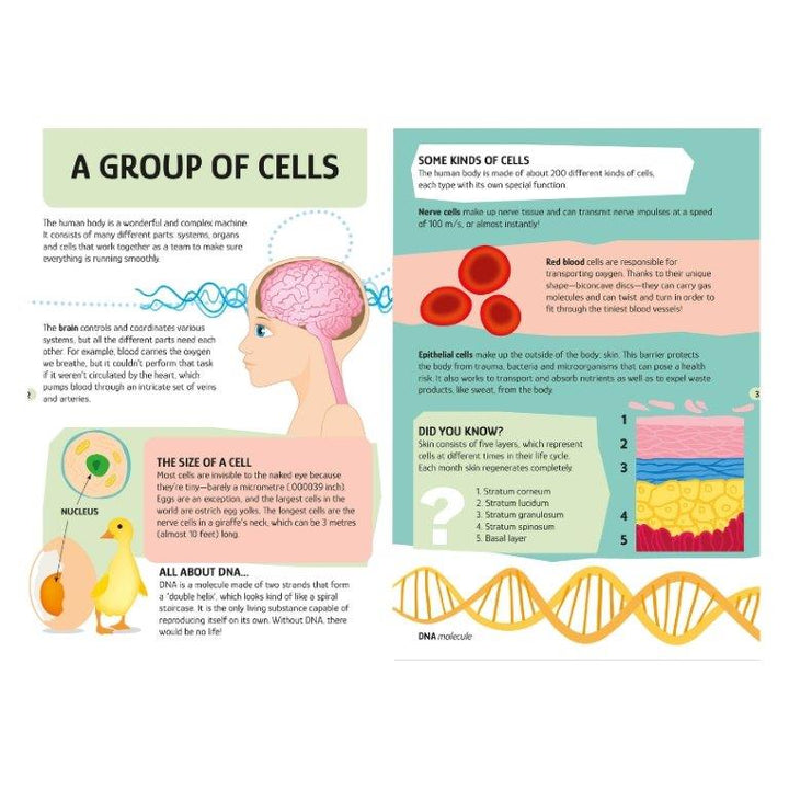 Sassi Travel Learn Explore The Human Body 200 pc Puzzle (2024 Version)