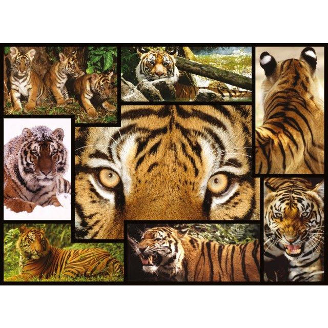 WWF Puzzle - Tigers, 1000 pcs